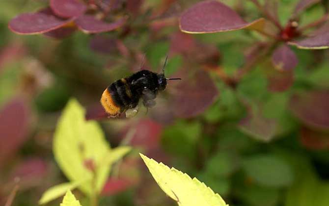 被黑色的蜂蟄了怎么辦? 黑大蜜蜂