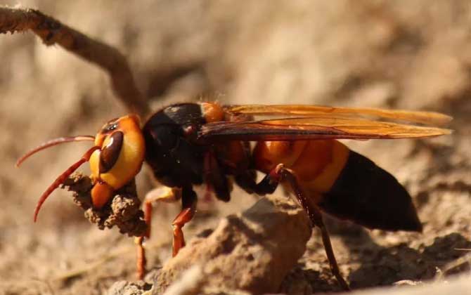 地雷蜂真的能蟄死人嗎? 地雷蜂