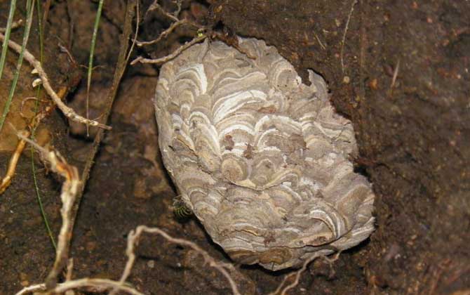 地雷蜂真的能蟄死人嗎? 地雷蜂