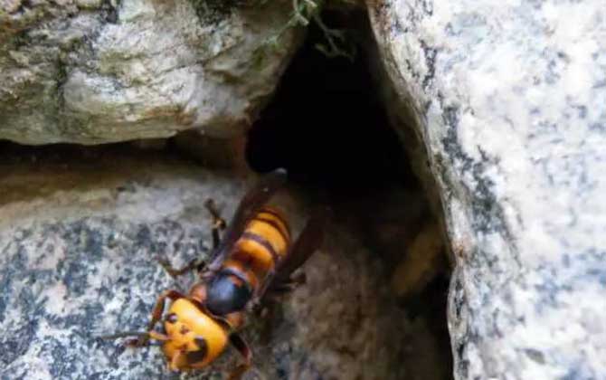地雷蜂真的能蟄死人嗎? 地雷蜂