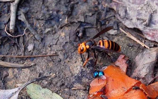 被金環胡蜂蟄了怎么辦? 金環胡蜂