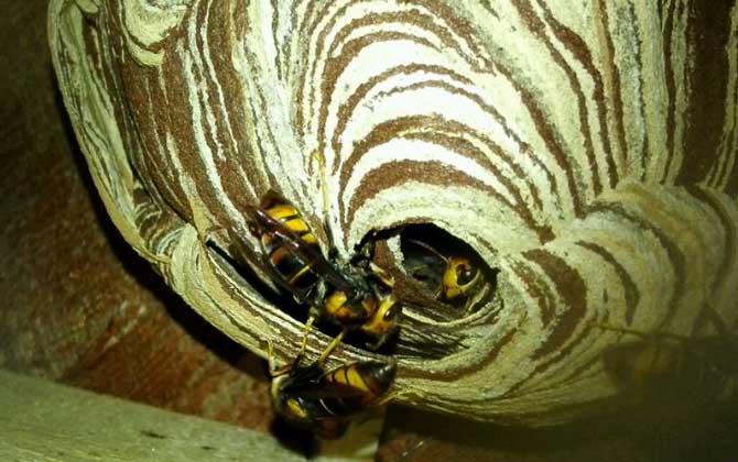 胡蜂(馬蜂)養殖前景怎么樣? 胡蜂養殖