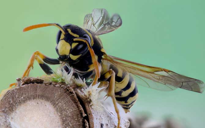 被馬蜂蟄了幾天能消腫? 馬蜂