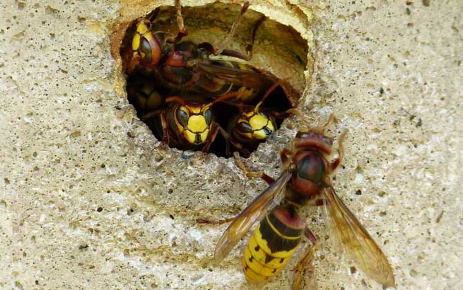為什么胡蜂是蜜蜂的天敵? 胡蜂