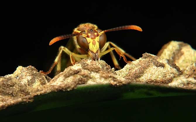 馬蜂蟄人后自己會死嗎? 馬蜂