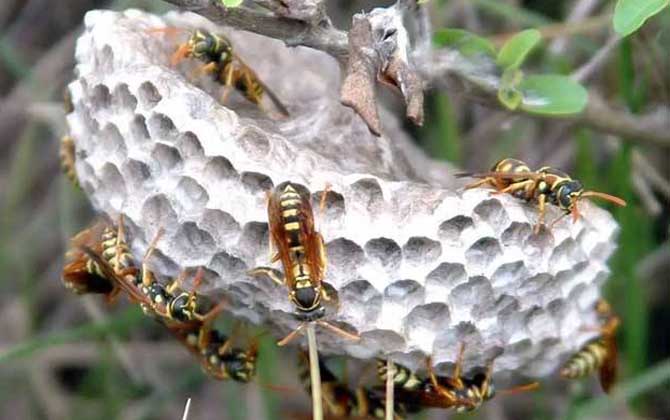 馬蜂蟄人后自己會死嗎? 馬蜂