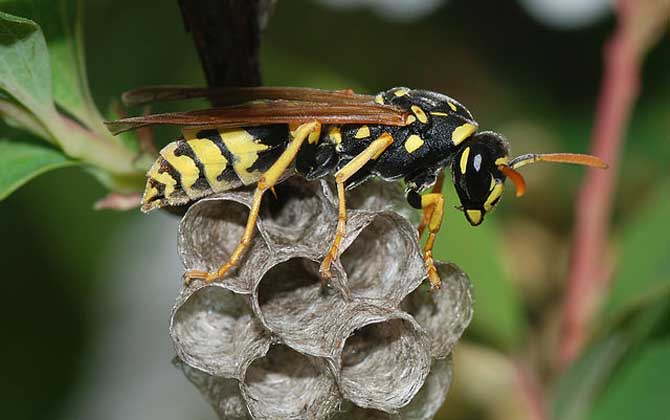 被馬蜂蟄了多久毒發? 馬蜂