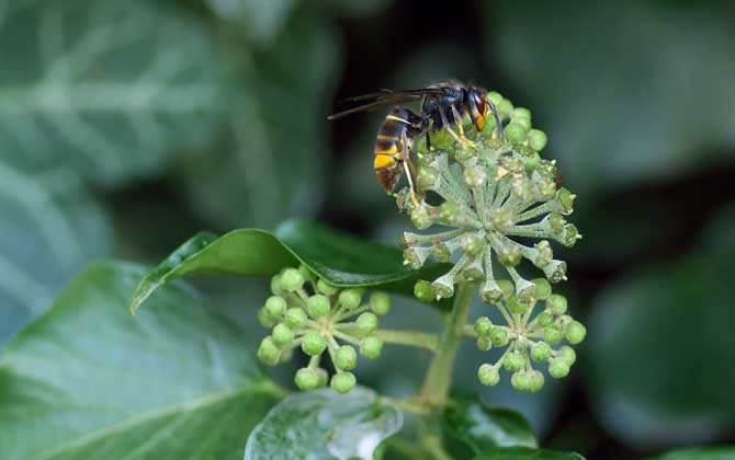 牛角蜂在家筑巢好不好? 牛角蜂
