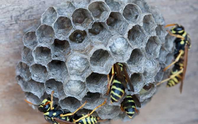 怎么避免馬蜂回來報仇? 馬蜂