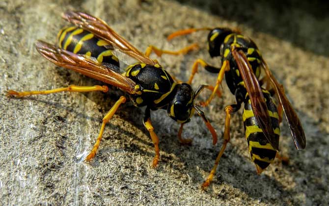 怎么避免馬蜂回來報仇? 馬蜂