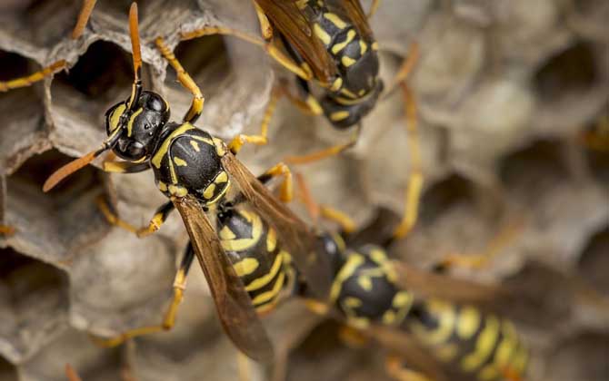 打死一只馬蜂會報復嗎? 馬蜂