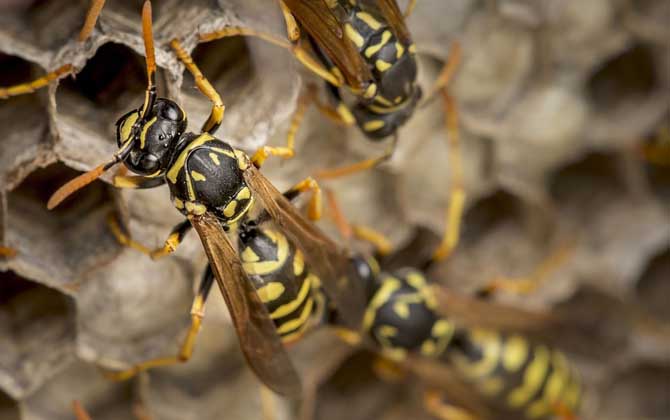 被黃胡蜂蟄了怎么處理? 黃胡蜂