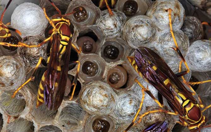 被黃胡蜂蟄了怎么處理? 黃胡蜂