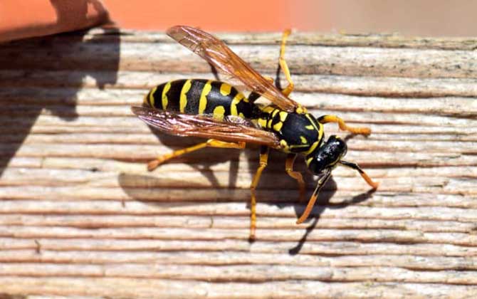 被馬蜂蟄了涂什么管用? 馬蜂