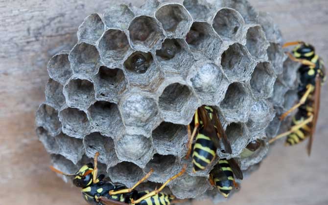 窗外有馬蜂窩吉利嗎? 馬蜂窩