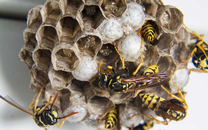 窗外有馬蜂窩吉利嗎? 馬蜂窩