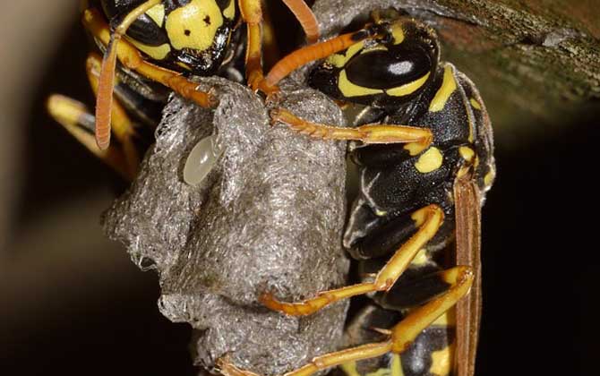 馬蜂記仇會記多久? 馬蜂