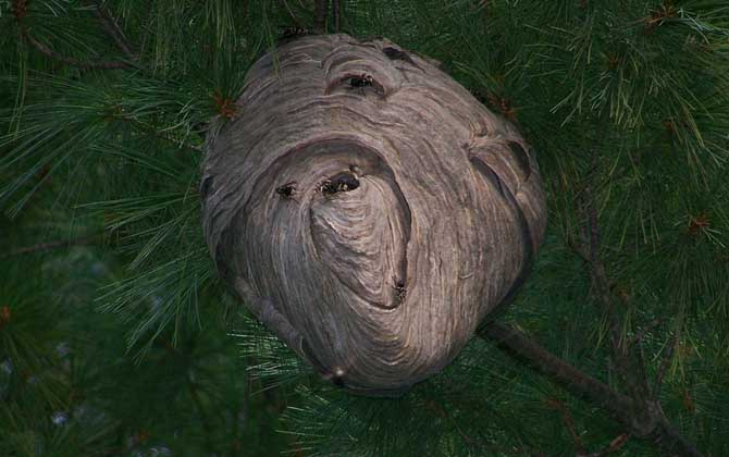 馬蜂記仇會記多久? 馬蜂