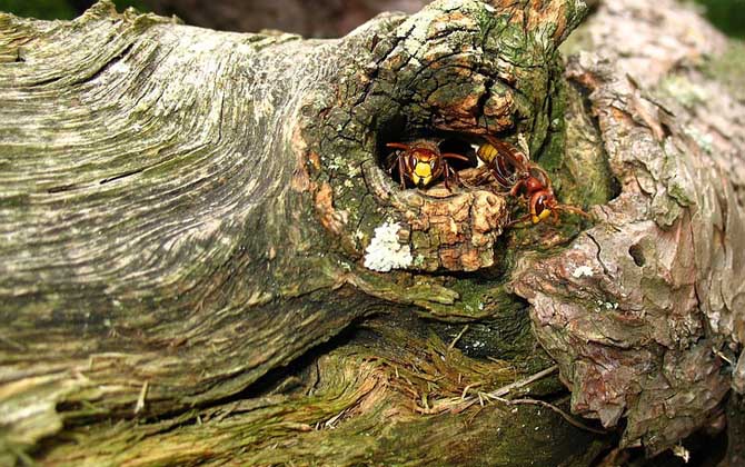 馬蜂記仇會記多久? 馬蜂