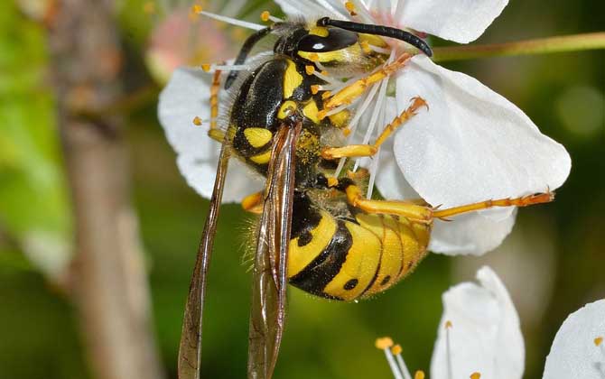 馬蜂入宅預兆著什么? 馬蜂
