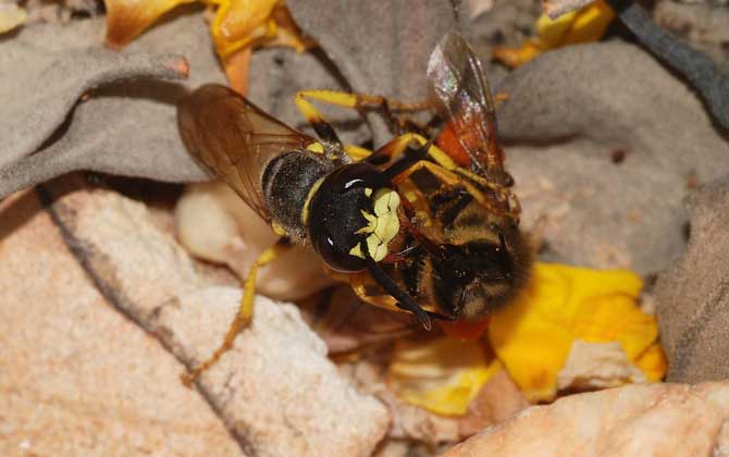 馬蜂蟄了刺沒拔會怎樣? 馬蜂
