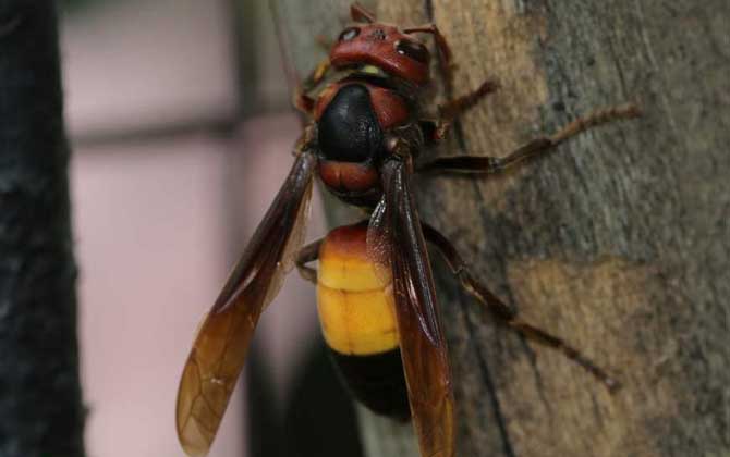 東北地雷蜂子有多大? 地雷蜂