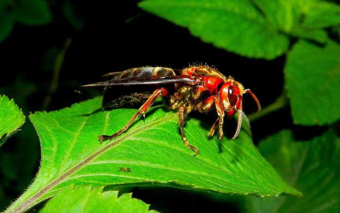 東北地雷蜂子有多大? 地雷蜂