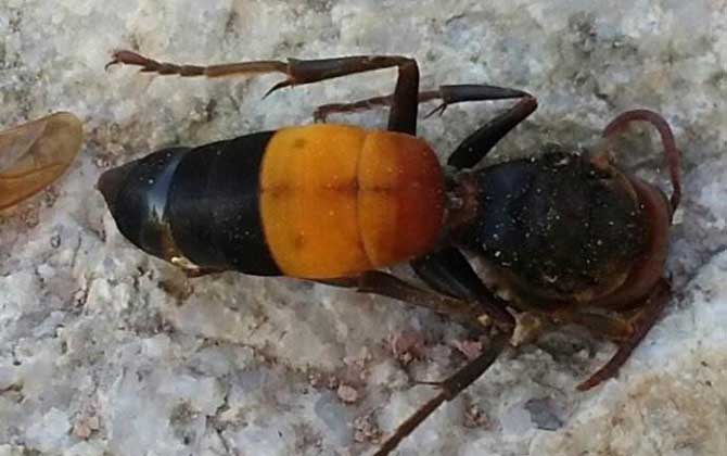 世界上最毒的蜂排名前十名 黃腰胡蜂