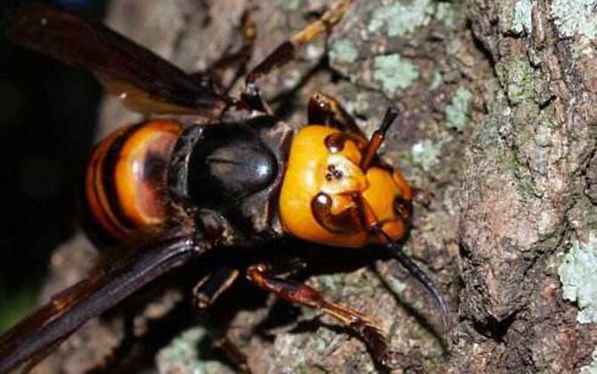 被中國大虎頭蜂蜇了怎么辦? 中國大虎頭蜂