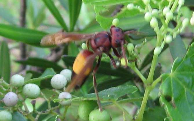 黃腰虎頭蜂的毒性強(qiáng)嗎? 黃腰虎頭蜂