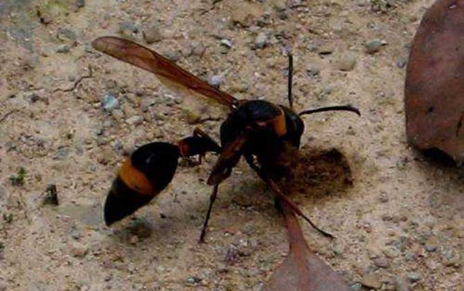 虎頭蜂蟄到會死人嗎? 虎頭蜂
