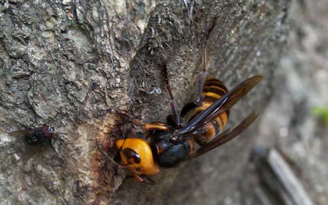 雞籠蜂真的能蟄死人嗎? 雞籠蜂