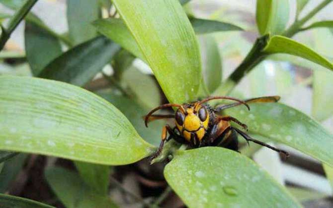 雞籠蜂真的能蟄死人嗎? 雞籠蜂