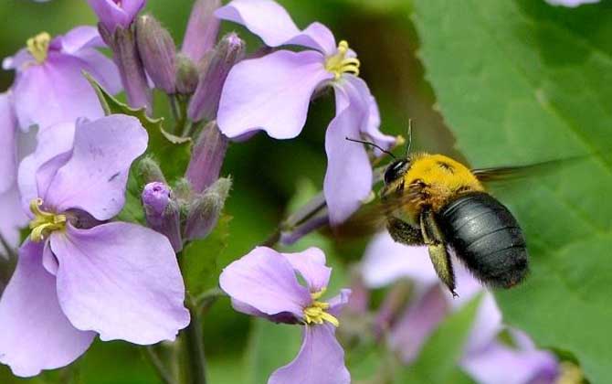比虎頭蜂還大的黑蜂是什么蜂? 熊蜂