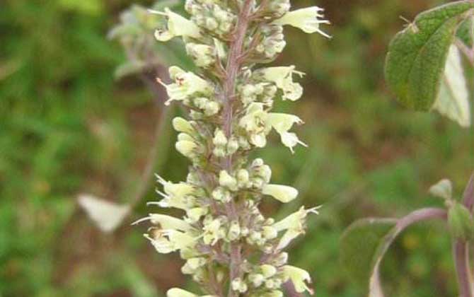 冬季有哪些主要蜜源植物? 野壩子