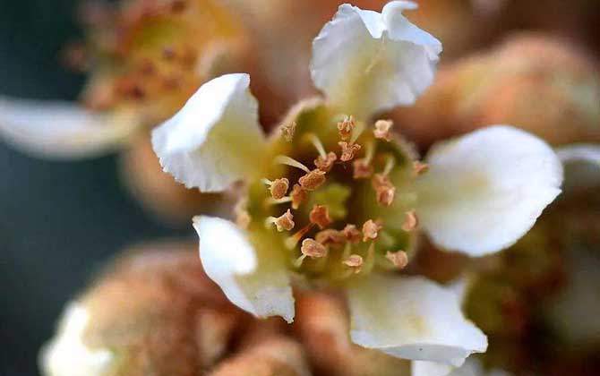 冬季有哪些主要蜜源植物? 枇杷