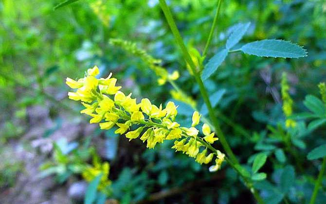 草木樨什么時候開花? 草木樨