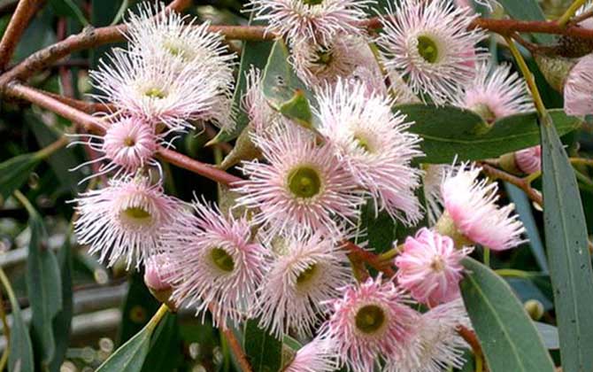 桉樹什么時候開花? 桉樹