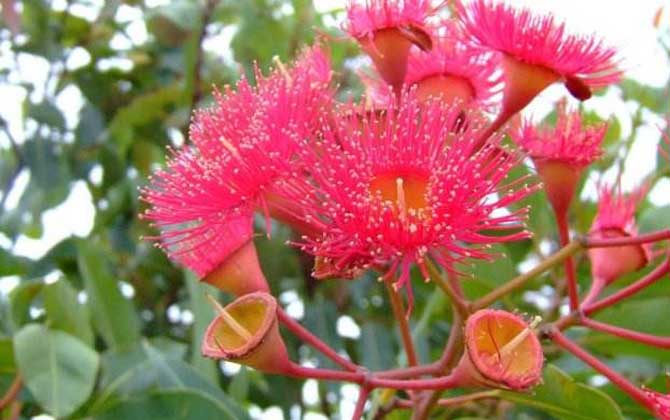 桉樹什么時候開花? 桉樹