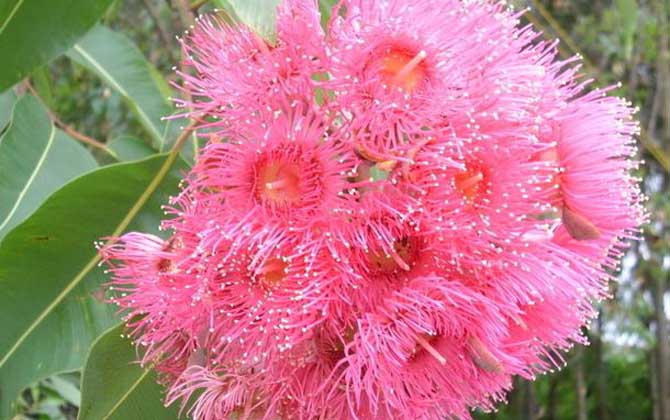 桉樹什么時候開花? 桉樹