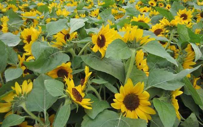 向日葵什么時(shí)候開花? 向日葵