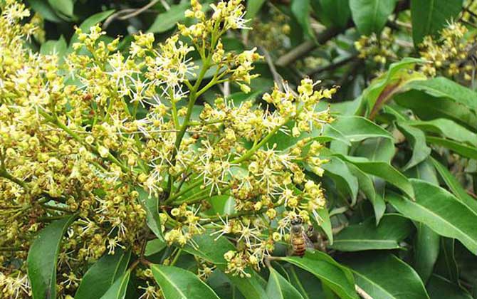 荔枝什么時候開花? 荔枝