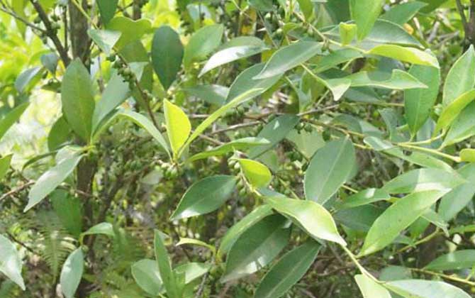 野桂花什么時候開花? 野桂花