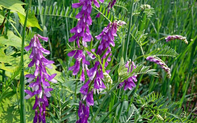 苕子什么時候開花? 苕子