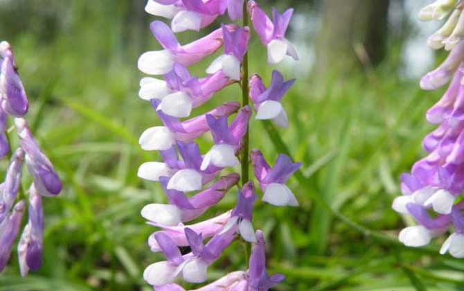 苕子什么時候開花? 苕子