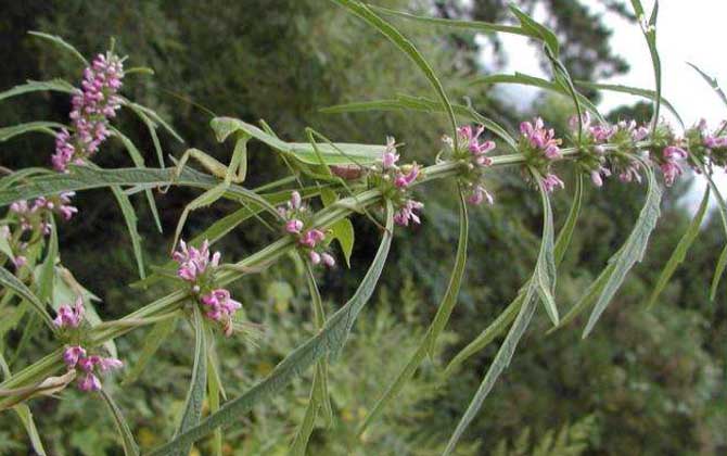 益母草什么時(shí)候開花? 益母草