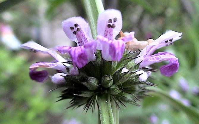 益母草什么時(shí)候開花? 益母草