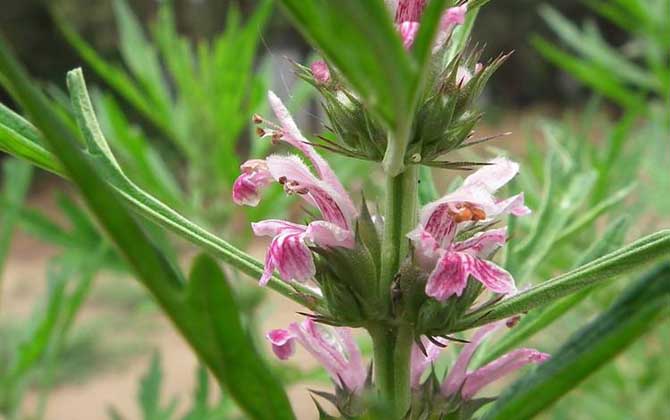 益母草什么時(shí)候開花? 益母草