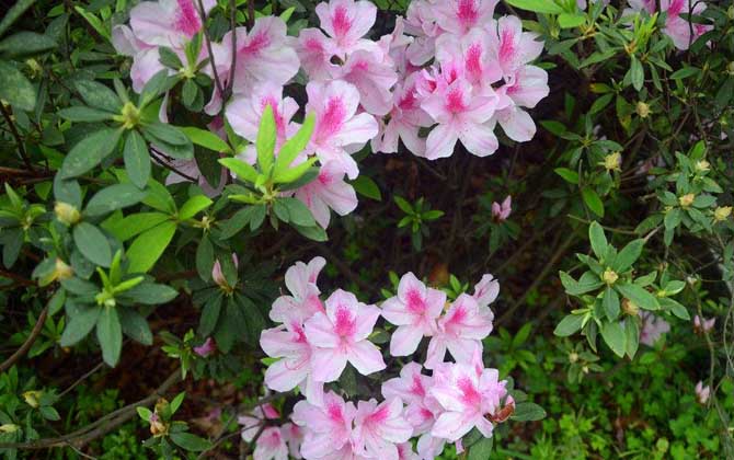 杜鵑花什么時候開? 杜鵑花
