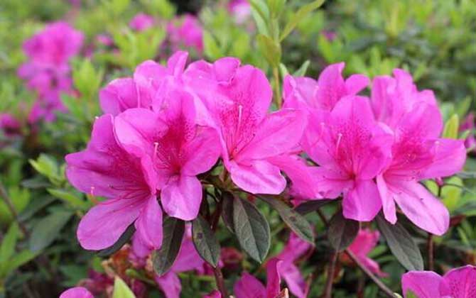 杜鵑花什么時候開? 杜鵑花